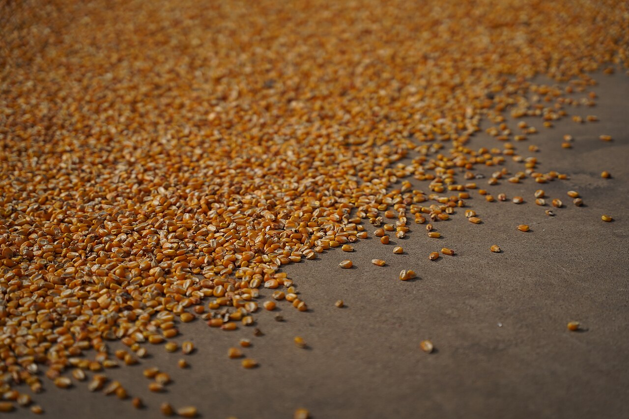 Dried yellow maize kernels