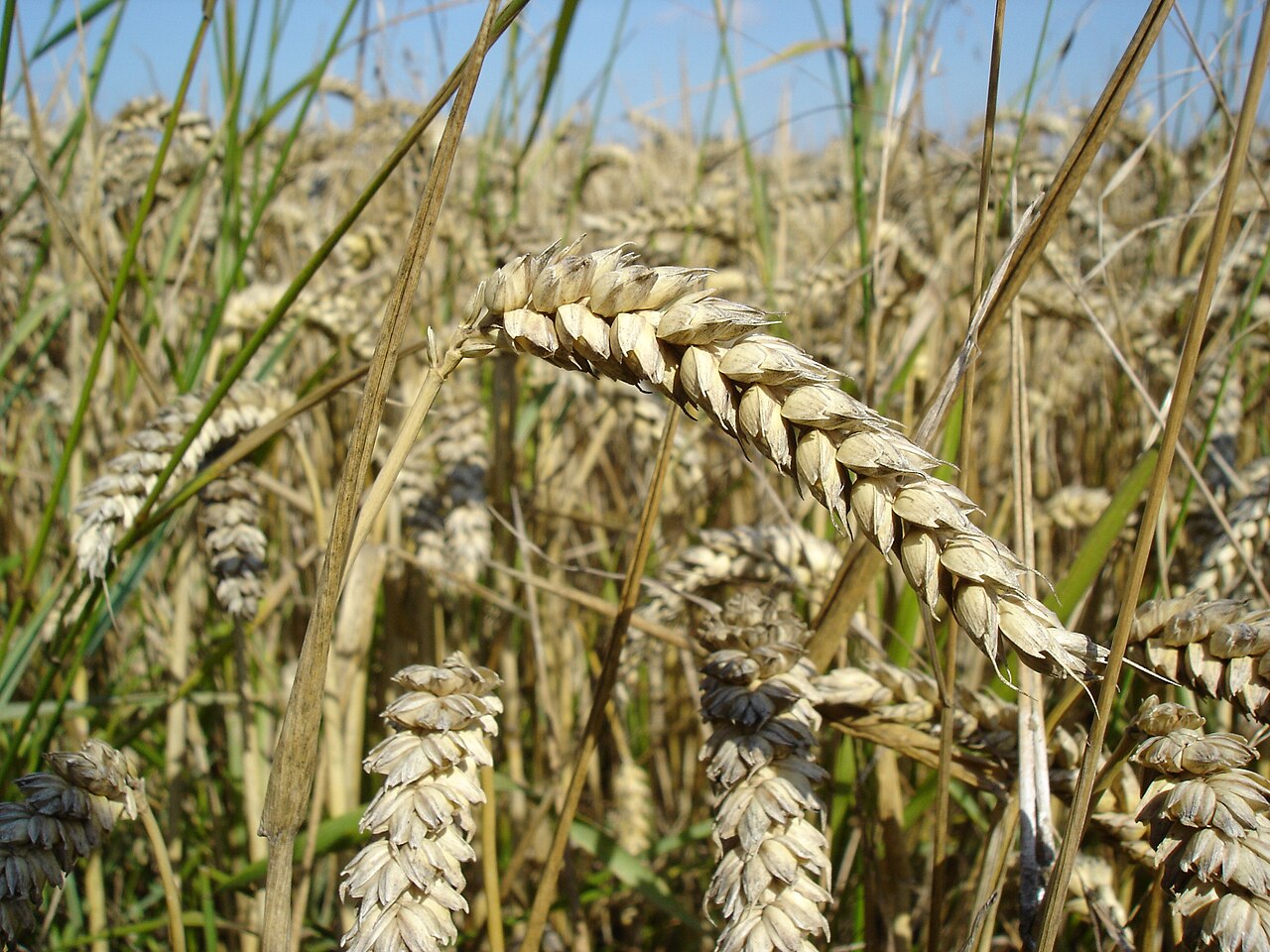 Ripe wheat ears in a field